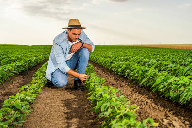 istock Farmer  examining crops  in growing soybean field 1410260899