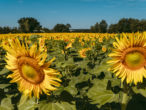 Vivid photo of sunflower field during sunny summer day