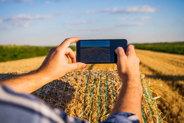 Farmer photographing with phone straw after harvesting