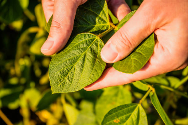 istock Farmer  holding and examining crops  in soybean field 1410261240