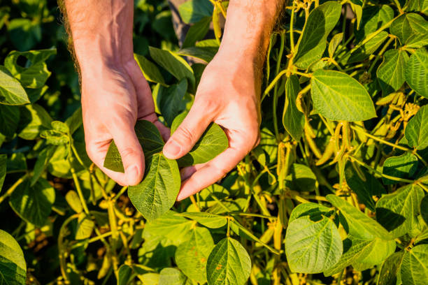 istock Farmer  holding and examining crops  in soybean field 1410261250