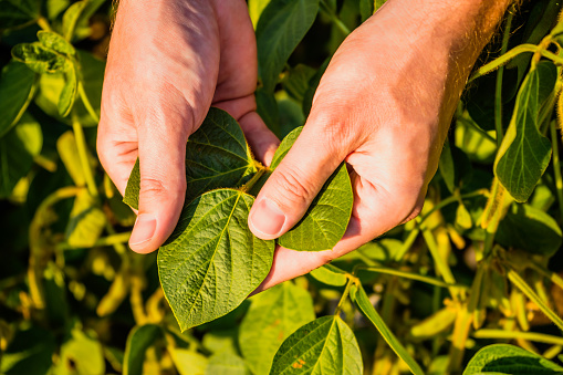Close up image of farmer  holding and examining crops  in his growing soybean field.