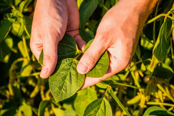 Photo of Farmer  holding and examining crops  in soybean field