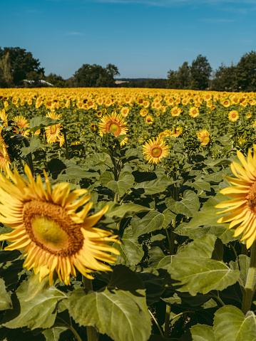 Vivid photo of sunflower field during sunny summer day