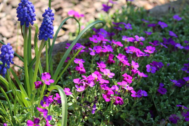 istock Aubrieta Blue cushion blooming in spring 1410262202