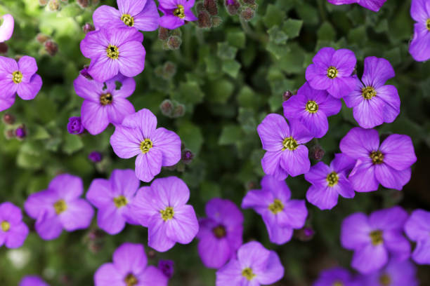Aubrieta Blue cushion blooming in spring