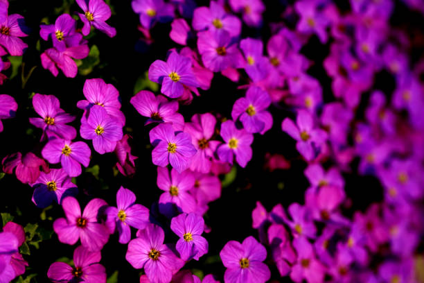 Aubrieta Blue cushion blooming in spring