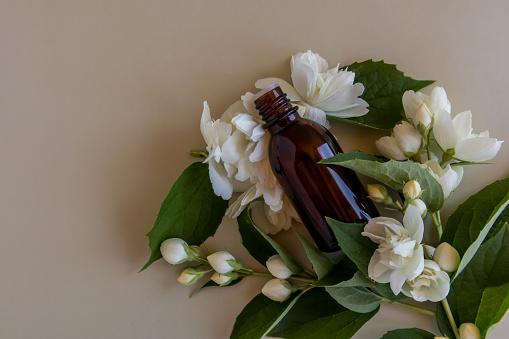 jasmine essential oil in a glass bottle with a dropper among the twigs and buds of white fragrant flowers of the plant. SPA. aromatherapy. relaxation