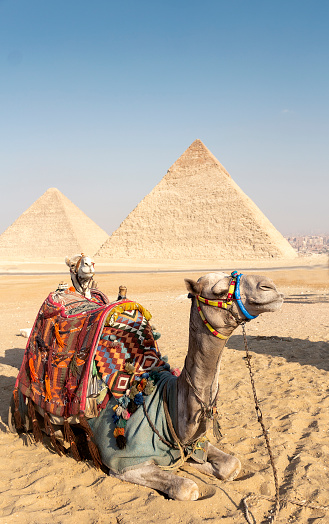 Panoramic view of a resting camel and the pyramids in Giza