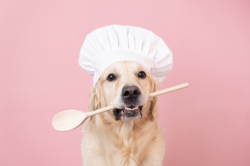 Dog in a chef's hat and with a spatula in his mouth on a pink background. Golden Retriever in chef costume for restaurant, cafe or banner
