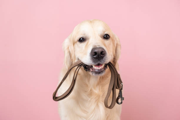 un cane in attesa di una passeggiata. golden retriever seduto su uno sfondo rosa con un guinzaglio tra i denti - guinzaglio foto e immagini stock