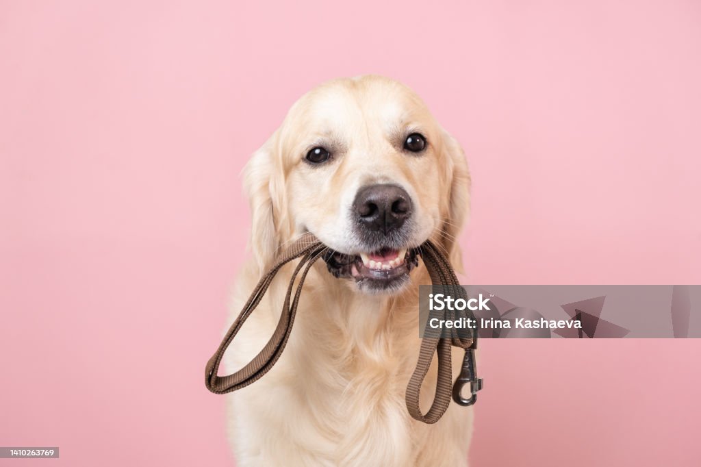 A dog waiting for a walk. Golden Retriever sitting on a pink background with a leash in his teeth Dog Stock Photo