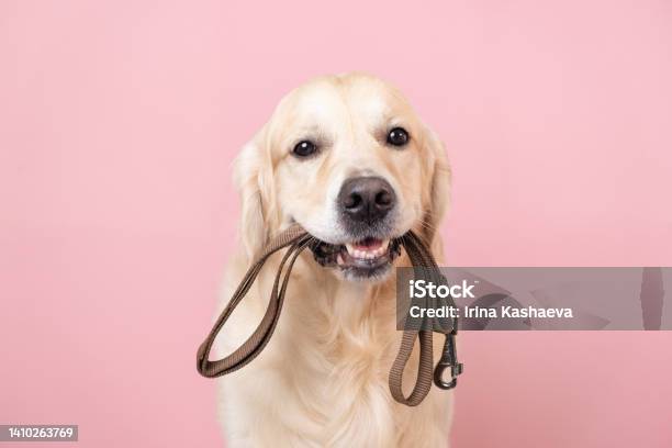 A Dog Waiting For A Walk Golden Retriever Sitting On A Pink Background With A Leash In His Teeth Stock Photo - Download Image Now