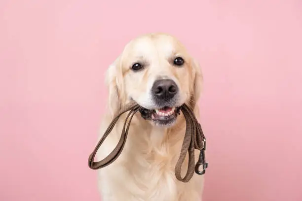 Photo of A dog waiting for a walk. Golden Retriever sitting on a pink background with a leash in his teeth