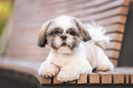 A cute little dog lies on a bench on a warm summer evening. A shih tzu walking in a city park.