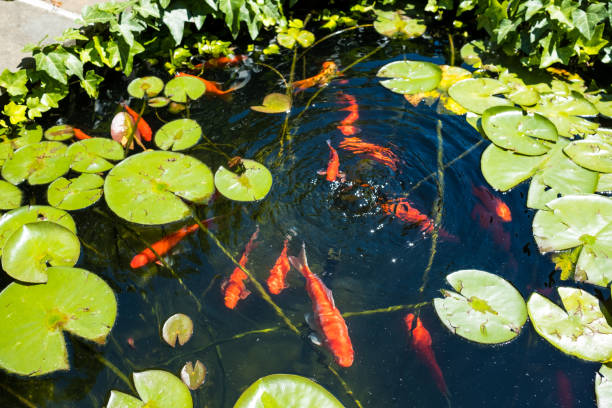 istock Large Goldfish in a Pond with Lilypads 1410263890