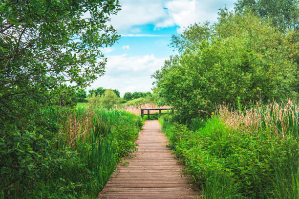 istock Wooden road in the park 1410263919
