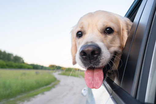 A happy dog travels in the summer by car. Golden Retriever looking out the car window on a sunny day. A car trip with a pet.