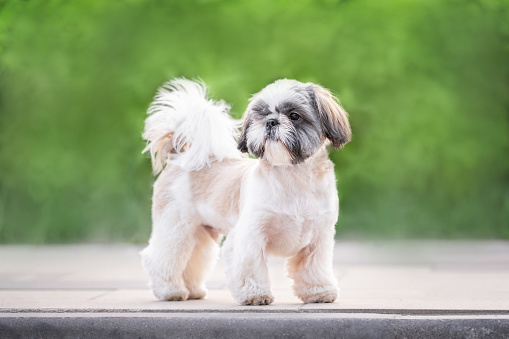 Cute small dog showing tongue studio portrait. Shih tzu and maltese mix. This file is cleaned and retouched.
