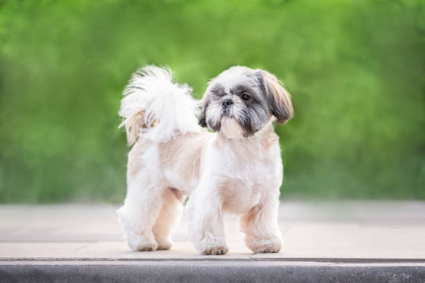 A fluffy little shih tzu dog walks in a summer park with green grass. Space for text, banner. A fluffy little shih tzu dog walks in a summer park with green grass. Space for text, banner. shih tzu stock pictures, royalty-free photos & images