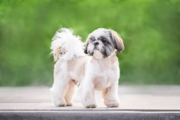 A fluffy little shih tzu dog walks in a summer park with green grass. Space for text, banner.