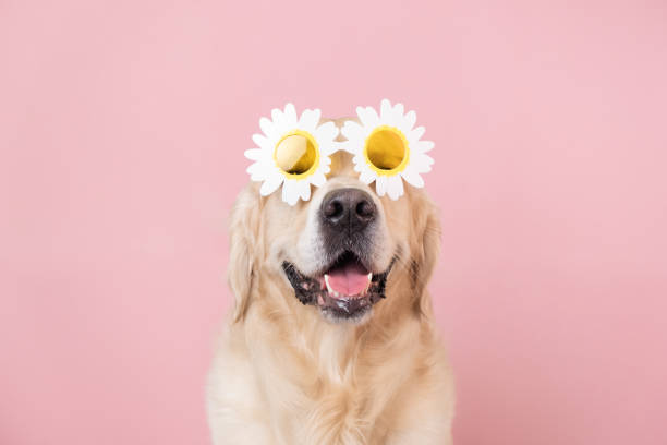 portrait d’un drôle de chien sur un fond rose isolé avec des lunettes en marguerite. golden retriever en lunettes de soleil d’été - joy golden retriever retriever dog photos et images de collection