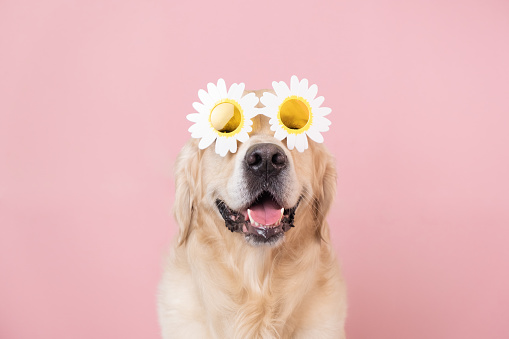portrait of a funny dog on a pink isolated background with daisy glasses. Golden retriever in summer sunglasses