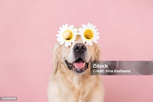 Portrait Of A Funny Dog On A Pink Isolated Background With Daisy Glasses Golden Retriever In Summer Sunglasses Stock Photo - Download Image Now
