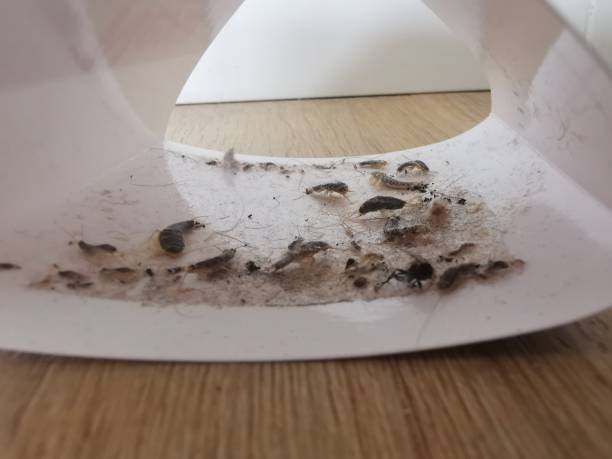 istock Silverfish caught on a sticky surface in a trap on laminate floor 1410264975