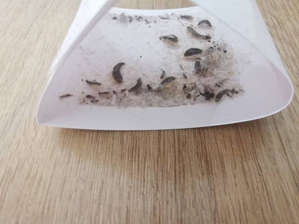 istock Silverfish caught in a sticky trap lying on the floor 1410264993