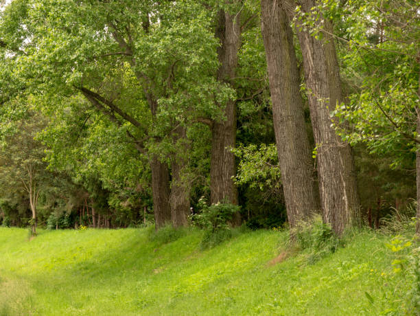 istock Trees in the city park. 1410265123