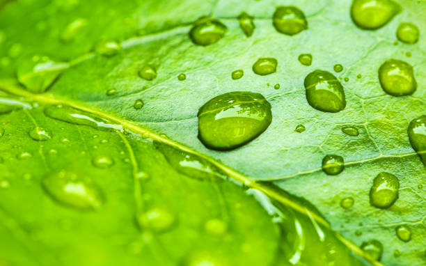 istock After the long-awaited rain 1410266163