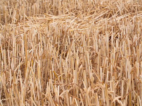 Short stalks of wheat after harvesting. Agriculture and cultivation.