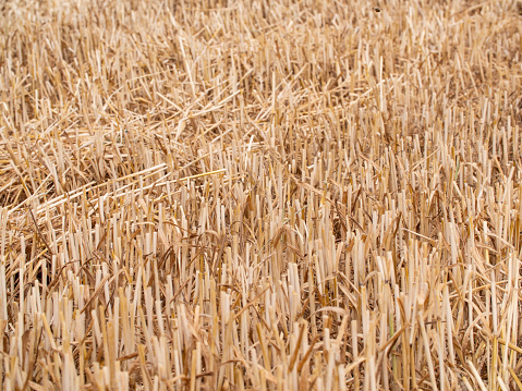 Short stalks of wheat after harvesting. Agriculture and cultivation.