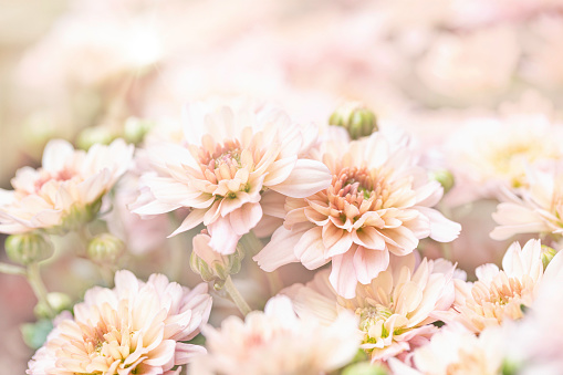 natural flower background.  flowers of white and pink chrysanthemums close-up