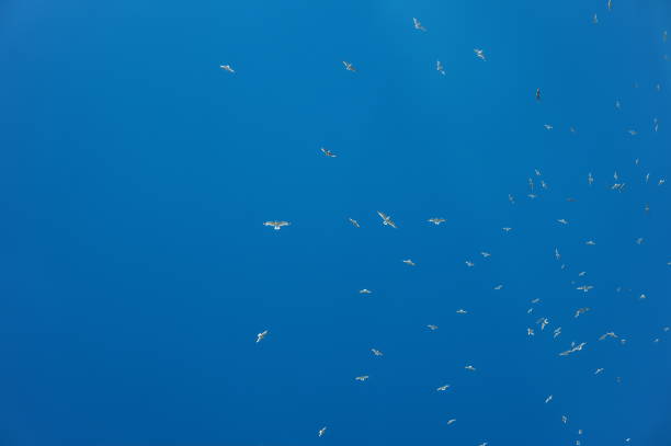 lock of a many  gulls in a blue sky