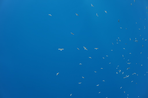 lock of a many  gulls in a blue sky