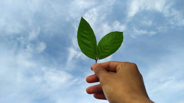 istock world leaf festival 1410267922