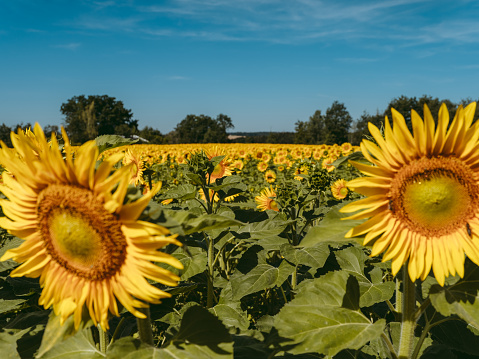 Vivid photo of sunflower field during sunny summer day