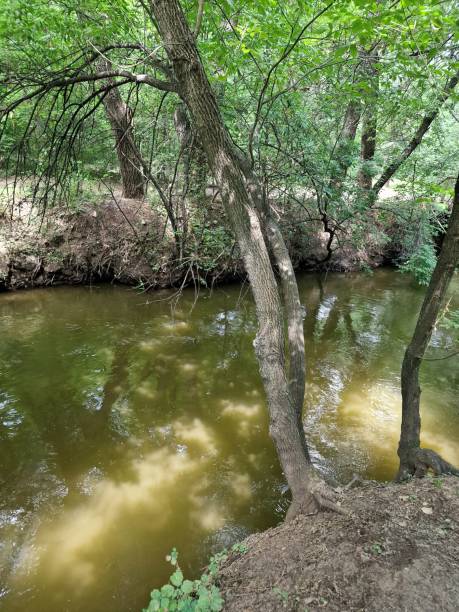 istock a stream runs in the forest between trees in a recreation park 1410268648