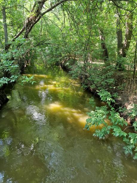 istock a stream runs in the forest between trees in a recreation park 1410268697