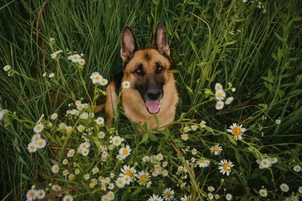 Photo of Concept of pets in nature. Dog with gray nose sits in wild flowers and smiles tongue sticking out. Portrait of German shepherd of black and red color in chamomile flowers in summer. View from above.