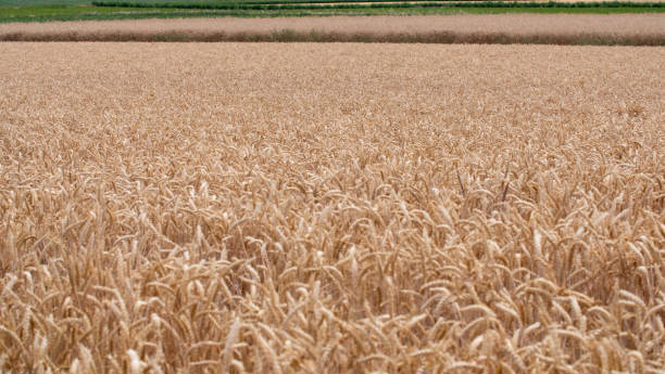 istock Wheat field in Germany, Hessen. 1410269233
