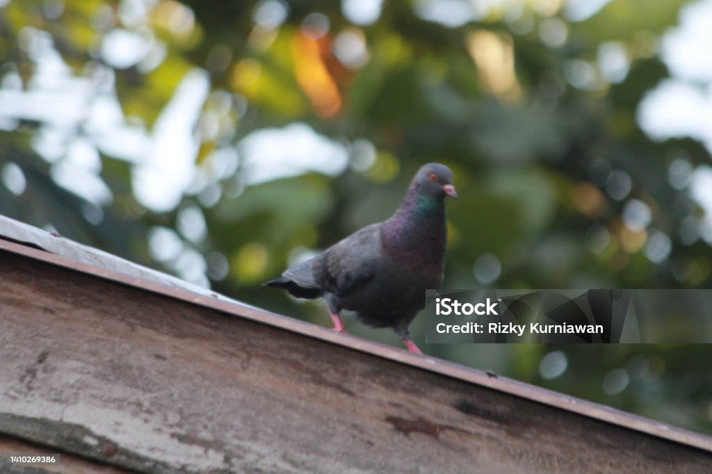 merpati bertengger di atap rumah - Bebas Royalti Alam Foto Stok merpati bertengger di atap rumah - Bebas Royalti Alam Foto Stok