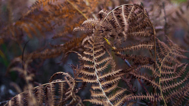 istock Wild ferns in the middle of the forest 1410270421