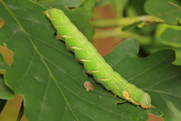 istock The moth - the great prominent (Peridea anceps) larvae (caterpillar) feeding on an oak leaf 1410270650