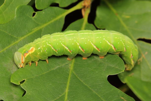 istock The moth - the great prominent (Peridea anceps) larvae (caterpillar) feeding on an oak leaf 1410270793