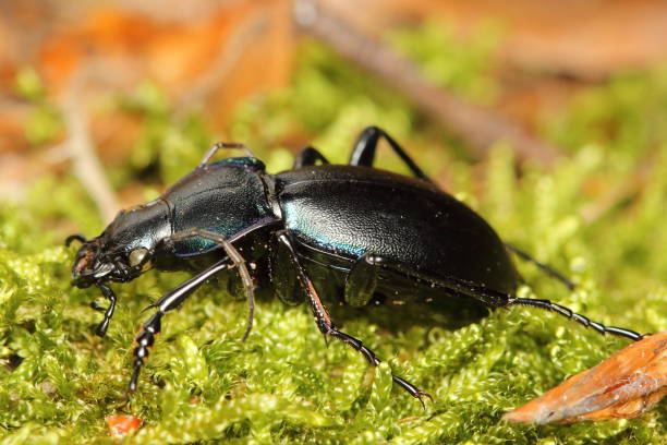 istock the violet ground beetle, rain beetle (Carabus violaceus) on the moss in the forest 1410270817