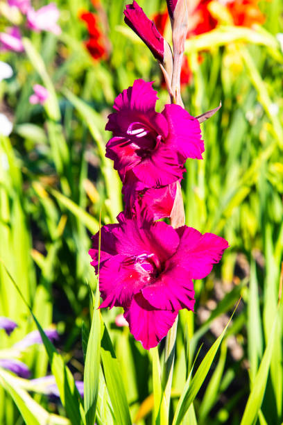 istock pink gladiolus in the field, nature 1410270852
