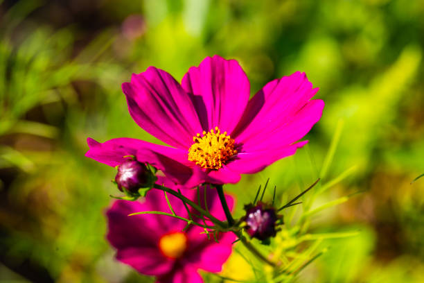 Cosmos in the field, wildflower meadow laid out for the bees Cosmos in the field, wildflower meadow laid out for the bees schmuckkörbchen stock pictures, royalty-free photos & images